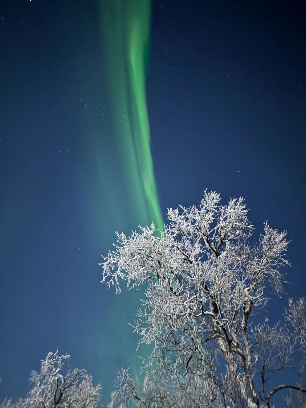 Trivelig Hytte I Senja. المظهر الخارجي الصورة
