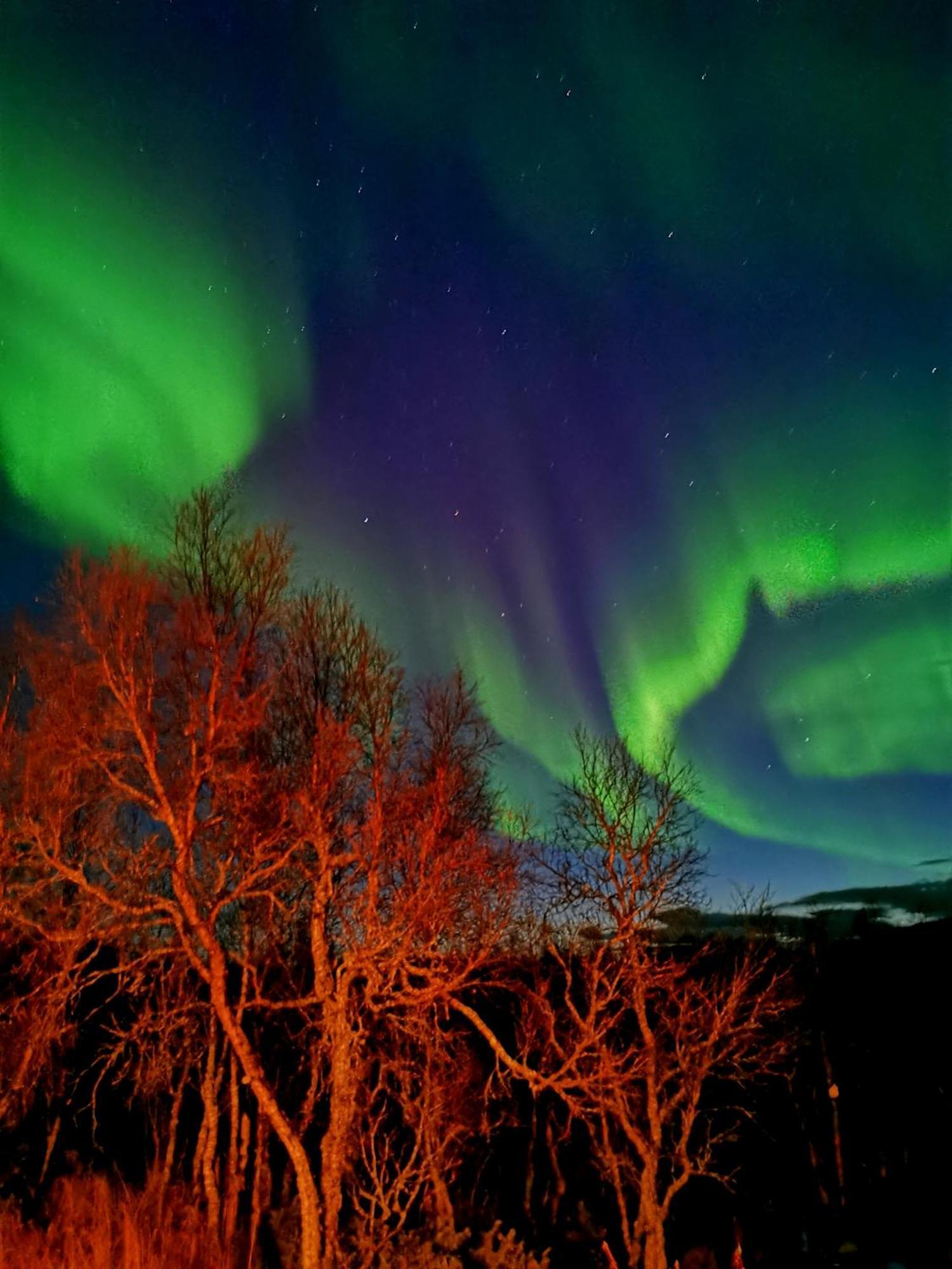 Trivelig Hytte I Senja. المظهر الخارجي الصورة
